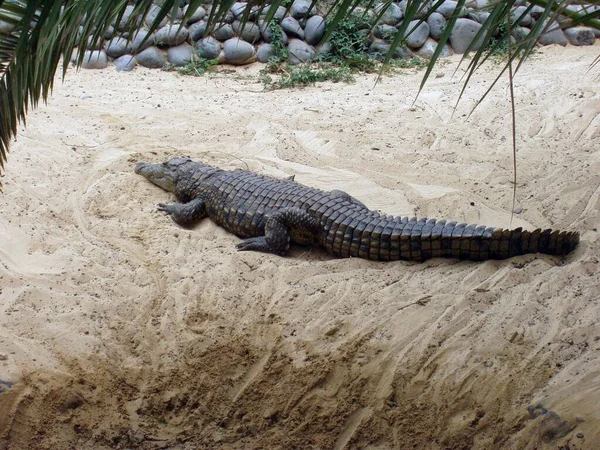 Crocodilo Que Vive Cativeiro Deitado Chão Pedra Areia — Fotografia de Stock