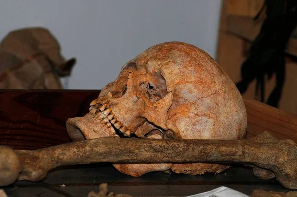 机の上の人間と茶色の骨と歯の頭蓋骨 — ストック写真