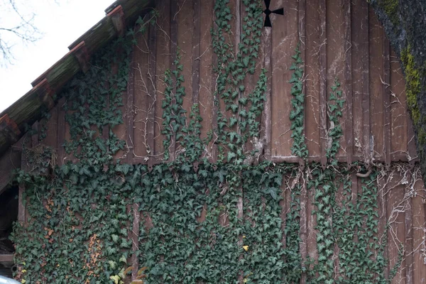 Ekologizacja Domu Elewacja Domu Pokryta Roślinami Zielone Liście — Zdjęcie stockowe