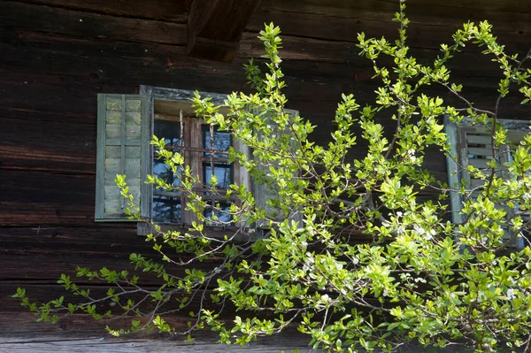 Blick Zum Fenster Eines Mehrfamilienhauses Neben Einem Gebüsch — Stockfoto