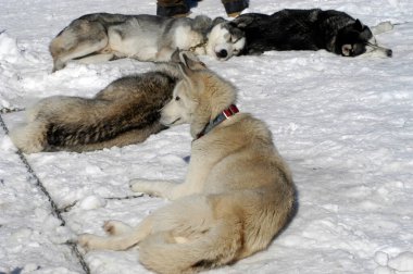 Kışın kızak köpekleri ya da kurt köpekleri güneşli bir günde karda yatıyor.