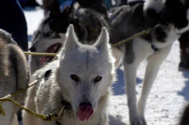 Kış mevsiminde kızak köpekleri ya da kurt köpekleri, karlı arazi, güneşli gün