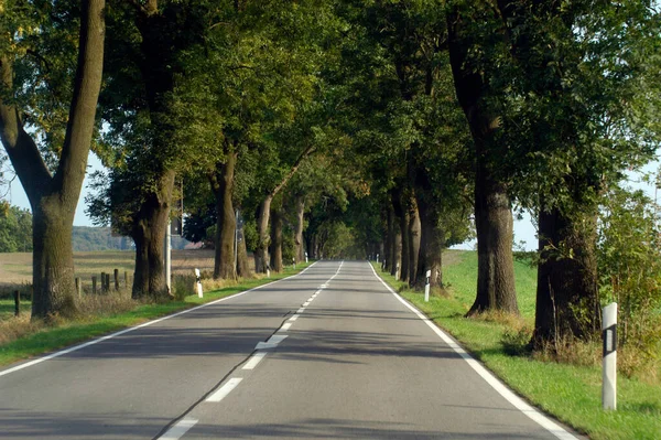 Chaussee Avenue Campagne Arbres Côté Route Pavée — Photo