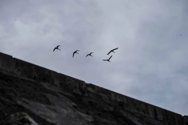 Cygnes Blancs Volant Dans Ciel Par Une Journée Nuageuse — Photo