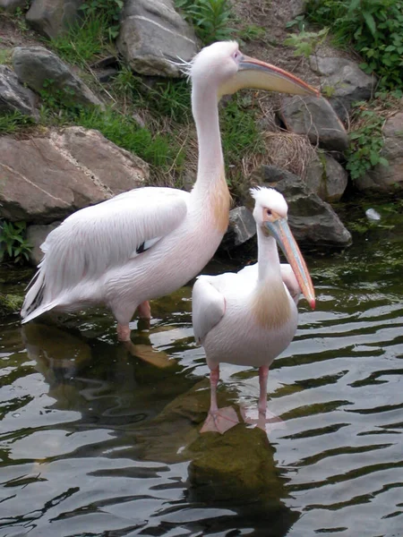 two white pelicans swimming in a lake, green plants and stones at the riverbank