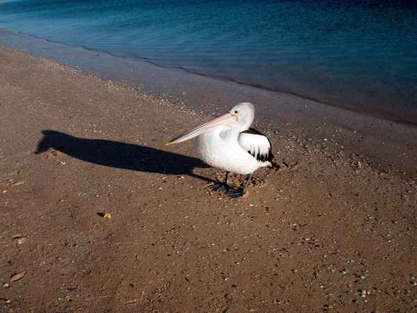 Bílý Černý Pelikán Stojící Pláži Modré Moře — Stock fotografie