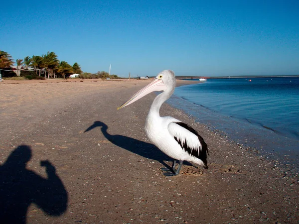Білий Чорний Пелікан Стоїть Пляжі Блакитне Море — стокове фото