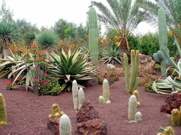Green Cactus Plants Garden Red Soil Palms Back — Stock Photo, Image