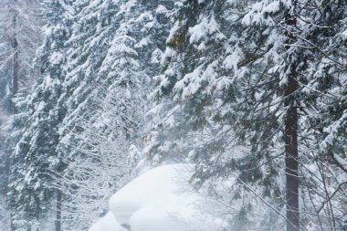 Dağlarda kış ormanı, karla kaplı ağaçlar, bulutlu bir gün.