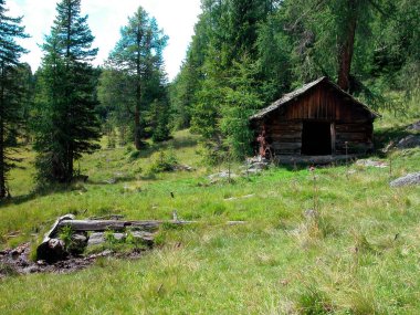 Alp otlağı, kozalaklı ağaçlar ve Avusturya, Avrupa 'da küçük ahşap kulübe.