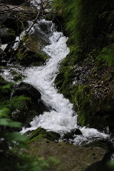 Arroyo Montaña Bosque Los Alpes Paisaje Con Piedras Árboles Musgo — Foto de Stock