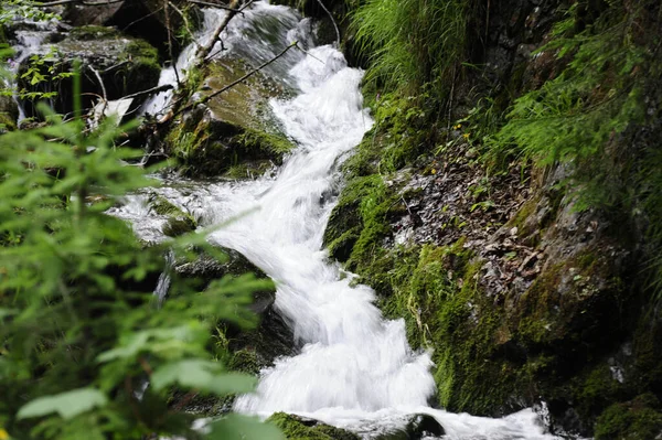 Arroyo Montaña Bosque Los Alpes Paisaje Con Piedras Árboles Musgo — Foto de Stock