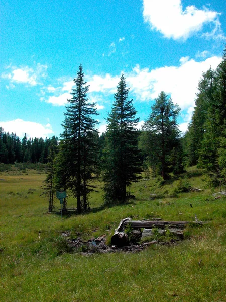 Pastos Alpinos Con Coníferas Cielo Azul Austria Europa —  Fotos de Stock