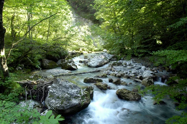 Córrego Montanha Uma Floresta Nos Alpes Paisagem Com Pedras Árvores — Fotografia de Stock