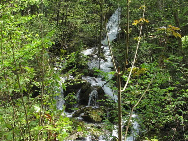 Arroyo Montaña Bosque Los Alpes Paisaje Con Piedras Árboles Musgo — Foto de Stock