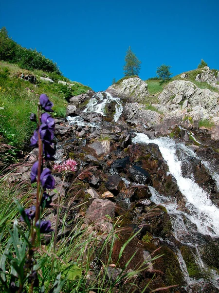 Fjällbäck Skog Alperna Grön Äng Med Blommor Och Blå Himmel — Stockfoto