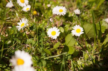Güneşli bir günde yeşil bir çayırda açan papatya çiçeklerine yakın çekim
