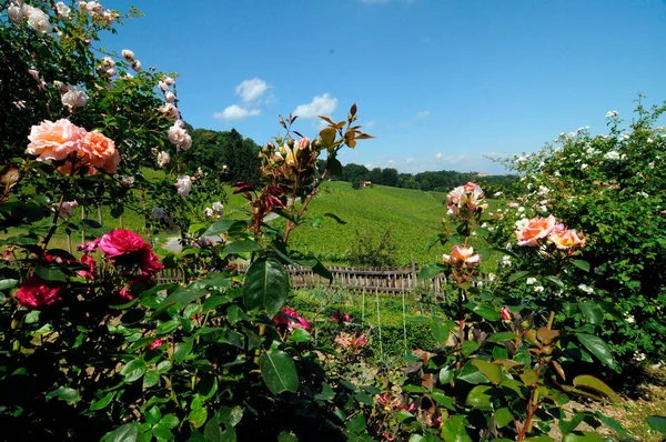 Солнечный День Розовом Саду Розовые Розы Пейзаж Сельской Местности Голубое — стоковое фото