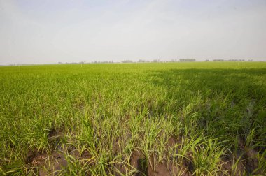 Mekong Deltası 'ndaki pirinç tarlası, Vietnam, sisli bir günde yeşil alan.