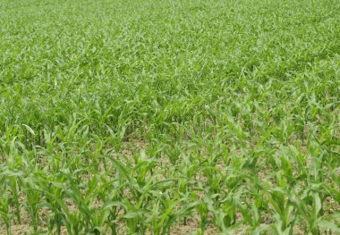 Genç mısır veya mısır tarlaları, toprakta yeşil bitkiler