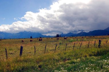 Patagonya 'da bir otlakta inekler, Arjantin' de dağlar