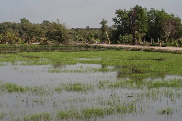 Campo Arroz Delta Mekong Vietnã Campo Verde Dia Nebuloso — Fotografia de Stock