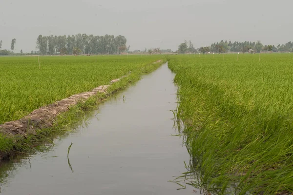 ベトナムのメコンデルタの水田 かすんだ日の緑のフィールド — ストック写真