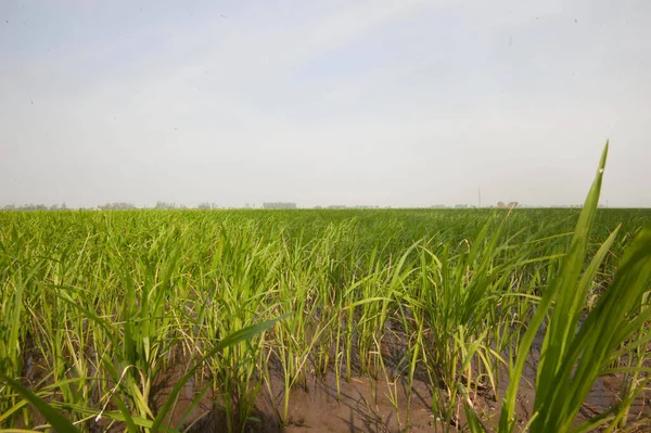 Risfält Mekongdeltat Vietnam Grönt Fält Dimmig Dag — Stockfoto