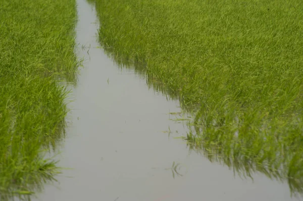 Rizs Mező Mekong Delta Vietnam Zöld Mező Egy Ködös Napon — Stock Fotó