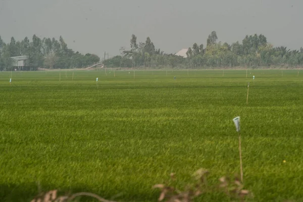 ベトナムのメコンデルタの水田 かすんだ日の緑のフィールド — ストック写真