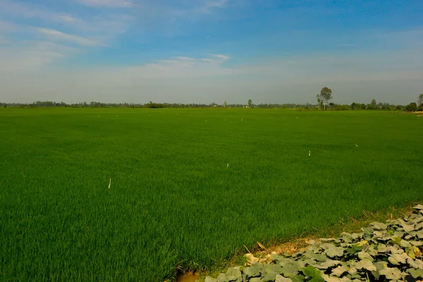 Рисовое Поле Дельте Меконга Вьетнам Зеленое Поле Солнечный День — стоковое фото