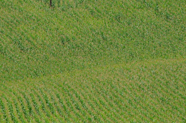 Zielone Pole Kukurydzy Lub Pole Kukurydzy Letni Dzień — Zdjęcie stockowe