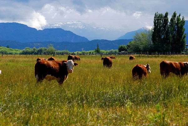 Vacas Pasto Patagonia Argentina Montañas Parte Posterior — Foto de Stock