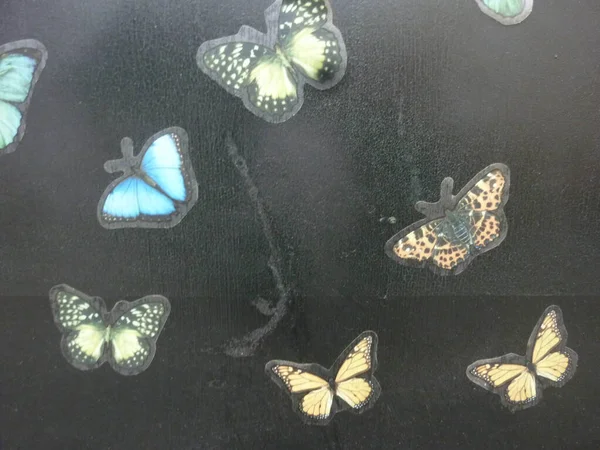 Μπλε Πράσινο Κίτρινο Και Πορτοκαλί Πεταλούδα Σύμβολα Ένα Παράθυρο — Φωτογραφία Αρχείου