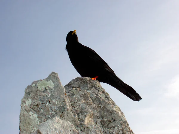 Eine Westliche Oder Eurasische Dohle Vogel Der Krähenfamilie Auf Einem — Stockfoto