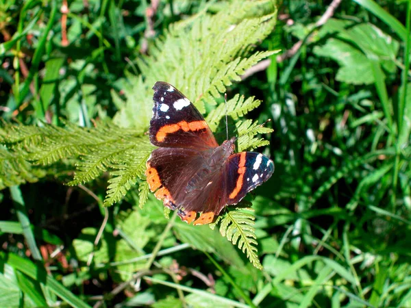 Borboleta Marrom Cor Laranja Samambaia Verde Prado Verão — Fotografia de Stock