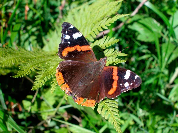 Brauner Und Orangefarbener Schmetterling Auf Einem Grünen Farn Auf Einer — Stockfoto