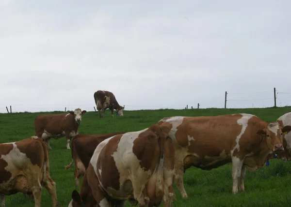 Cows Grazing Green Pasture Fence Back Gray Sky Stock Picture