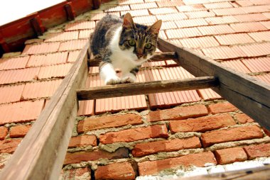 Siyah beyaz kürklü kedi tahta merdivenden iniyor, duvara yaslanıyor.