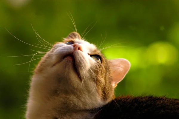 cat looking up, closeup of the head from the side, blurred background