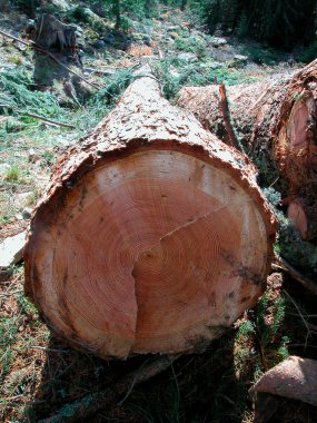 Ormanda düştükten sonra bir karaçam ağacı gövdesi.