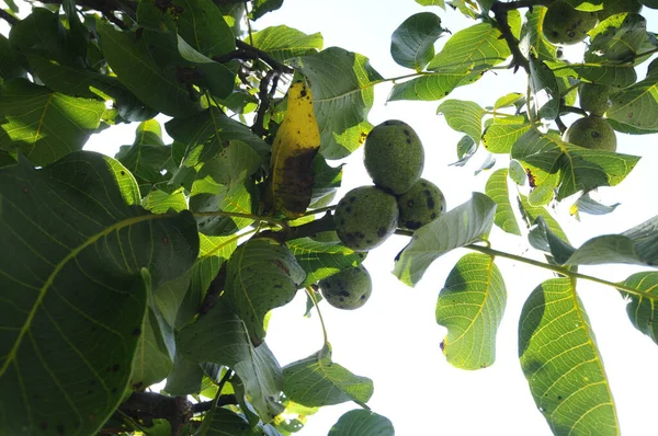 Grenar Ett Valnötsträd Med Gröna Frukter Och Gröna Blad — Stockfoto