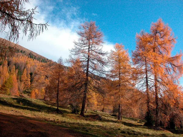 Larch Trees Mountains Sunny Autumn Day — Stock Photo, Image
