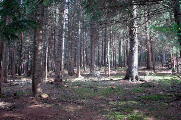 Елки Зелеными Иглами Листья Стоят Лесу — стоковое фото