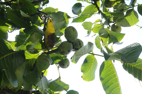 緑の果実と緑の葉を持つクルミの木の枝 — ストック写真
