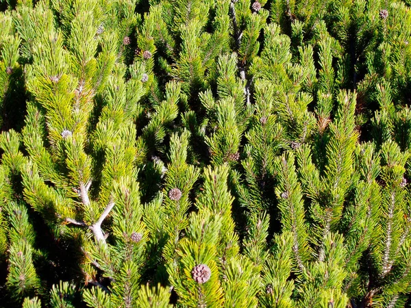 Young and small mountain pine trees with green needle leaves — Stock Image Young Small Mountain Pine Trees Green Needle Leaves Stock Photo