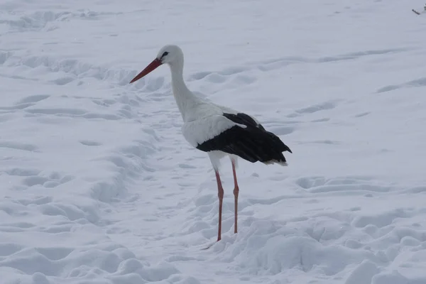 Storch Schneeweißer Landschaft Auf Einem Feld Wintertag — Stockfoto