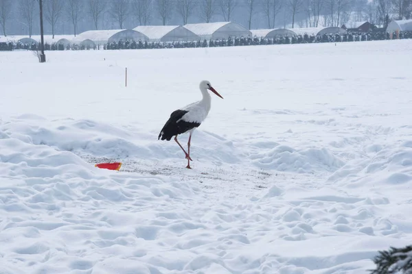 Stork Snöigt Vitt Landskap Fält Vinterdag — Stockfoto