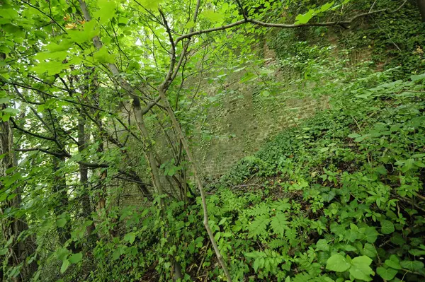 Klimplanten Met Groene Bladeren Klampen Zich Vast Aan Een Stenen — Stockfoto