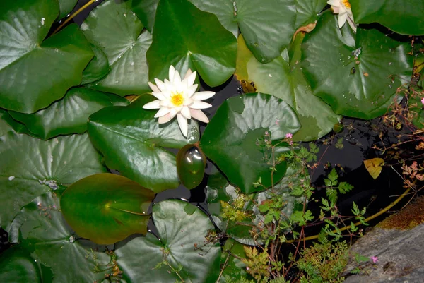 Lirio Agua Con Flor Blanca Hojas Verdes Estanque Jardín —  Fotos de Stock